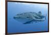 Close-Up of Whale Shark and Remora, Cenderawasih Bay, Papua, Indonesia-Jaynes Gallery-Framed Premium Photographic Print