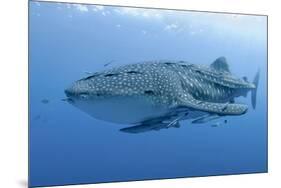 Close-Up of Whale Shark and Remora, Cenderawasih Bay, Papua, Indonesia-Jaynes Gallery-Mounted Premium Photographic Print