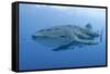 Close-Up of Whale Shark and Remora, Cenderawasih Bay, Papua, Indonesia-Jaynes Gallery-Framed Stretched Canvas