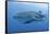 Close-Up of Whale Shark and Remora, Cenderawasih Bay, Papua, Indonesia-Jaynes Gallery-Framed Stretched Canvas