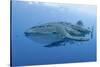 Close-Up of Whale Shark and Remora, Cenderawasih Bay, Papua, Indonesia-Jaynes Gallery-Stretched Canvas