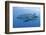 Close-Up of Whale Shark and Remora, Cenderawasih Bay, Papua, Indonesia-Jaynes Gallery-Framed Photographic Print