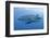 Close-Up of Whale Shark and Remora, Cenderawasih Bay, Papua, Indonesia-Jaynes Gallery-Framed Photographic Print