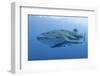 Close-Up of Whale Shark and Remora, Cenderawasih Bay, Papua, Indonesia-Jaynes Gallery-Framed Photographic Print