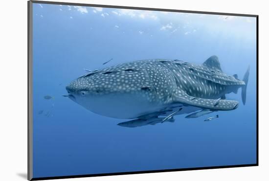 Close-Up of Whale Shark and Remora, Cenderawasih Bay, Papua, Indonesia-Jaynes Gallery-Mounted Photographic Print