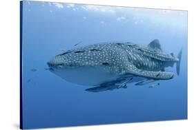 Close-Up of Whale Shark and Remora, Cenderawasih Bay, Papua, Indonesia-Jaynes Gallery-Stretched Canvas