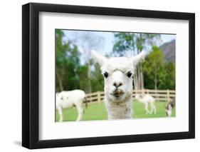 Close up of White Alpaca Looking Straight ahead in the Beautiful Green Meadow, it's Curious Cute Ey-thaweerat-Framed Photographic Print