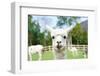 Close up of White Alpaca Looking Straight ahead in the Beautiful Green Meadow, it's Curious Cute Ey-thaweerat-Framed Photographic Print