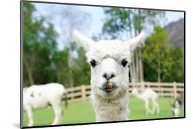 Close up of White Alpaca Looking Straight ahead in the Beautiful Green Meadow, it's Curious Cute Ey-thaweerat-Mounted Photographic Print