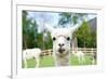 Close up of White Alpaca Looking Straight ahead in the Beautiful Green Meadow, it's Curious Cute Ey-thaweerat-Framed Photographic Print