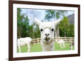 Close up of White Alpaca Looking Straight ahead in the Beautiful Green Meadow, it's Curious Cute Ey-thaweerat-Framed Photographic Print