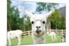 Close up of White Alpaca Looking Straight ahead in the Beautiful Green Meadow, it's Curious Cute Ey-thaweerat-Mounted Photographic Print