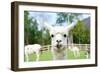 Close up of White Alpaca Looking Straight ahead in the Beautiful Green Meadow, it's Curious Cute Ey-thaweerat-Framed Photographic Print