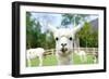 Close up of White Alpaca Looking Straight ahead in the Beautiful Green Meadow, it's Curious Cute Ey-thaweerat-Framed Photographic Print