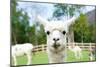 Close up of White Alpaca Looking Straight ahead in the Beautiful Green Meadow, it's Curious Cute Ey-thaweerat-Mounted Photographic Print