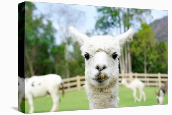 Close up of White Alpaca Looking Straight ahead in the Beautiful Green Meadow, it's Curious Cute Ey-thaweerat-Stretched Canvas