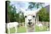 Close up of White Alpaca Looking Straight ahead in the Beautiful Green Meadow, it's Curious Cute Ey-thaweerat-Stretched Canvas