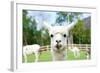 Close up of White Alpaca Looking Straight ahead in the Beautiful Green Meadow, it's Curious Cute Ey-thaweerat-Framed Photographic Print