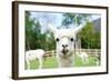Close up of White Alpaca Looking Straight ahead in the Beautiful Green Meadow, it's Curious Cute Ey-thaweerat-Framed Photographic Print