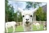 Close up of White Alpaca Looking Straight ahead in the Beautiful Green Meadow, it's Curious Cute Ey-thaweerat-Mounted Photographic Print