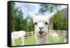 Close up of White Alpaca Looking Straight ahead in the Beautiful Green Meadow, it's Curious Cute Ey-thaweerat-Framed Stretched Canvas