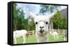 Close up of White Alpaca Looking Straight ahead in the Beautiful Green Meadow, it's Curious Cute Ey-thaweerat-Framed Stretched Canvas