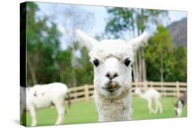 Close up of White Alpaca Looking Straight ahead in the Beautiful Green Meadow, it's Curious Cute Ey-thaweerat-Stretched Canvas