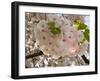 Close-Up of White Cherry Blossom Flowers, Imperial Garden, Tokyo, Japan-null-Framed Photographic Print