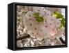 Close-Up of White Cherry Blossom Flowers, Imperial Garden, Tokyo, Japan-null-Framed Stretched Canvas