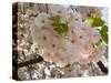 Close-Up of White Cherry Blossom Flowers, Imperial Garden, Tokyo, Japan-null-Stretched Canvas