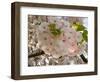 Close-Up of White Cherry Blossom Flowers, Imperial Garden, Tokyo, Japan-null-Framed Photographic Print