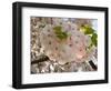 Close-Up of White Cherry Blossom Flowers, Imperial Garden, Tokyo, Japan-null-Framed Photographic Print