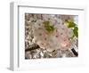 Close-Up of White Cherry Blossom Flowers, Imperial Garden, Tokyo, Japan-null-Framed Photographic Print