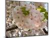 Close-Up of White Cherry Blossom Flowers, Imperial Garden, Tokyo, Japan-null-Mounted Photographic Print