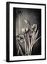 Close Up of White Daisy Flower on Old Wooden Surface-Coverzoo-Framed Photographic Print