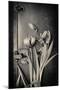 Close Up of White Daisy Flower on Old Wooden Surface-Coverzoo-Mounted Photographic Print