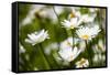 Close-up of White daisy flowers-null-Framed Stretched Canvas