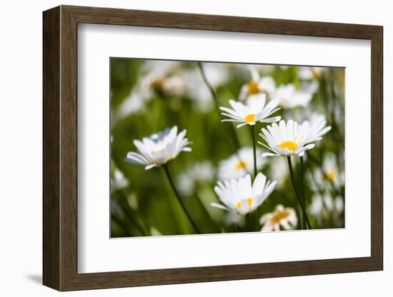 Close-up of White daisy flowers-null-Framed Photographic Print