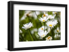 Close-up of White daisy flowers-null-Framed Photographic Print