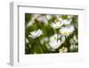 Close-up of White daisy flowers-null-Framed Photographic Print