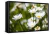 Close-up of White daisy flowers-null-Framed Stretched Canvas