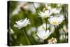 Close-up of White daisy flowers-null-Stretched Canvas