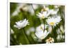 Close-up of White daisy flowers-null-Framed Photographic Print