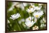 Close-up of White daisy flowers-null-Framed Photographic Print