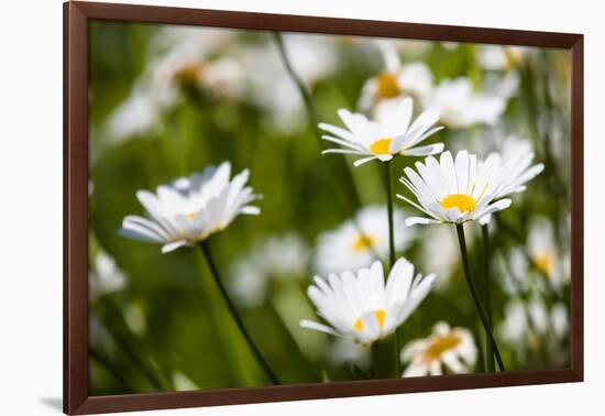 Close-up of White daisy flowers-null-Framed Photographic Print