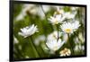 Close-up of White daisy flowers-null-Framed Photographic Print