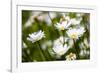 Close-up of White daisy flowers-null-Framed Photographic Print