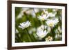 Close-up of White daisy flowers-null-Framed Photographic Print