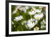 Close-up of White daisy flowers-null-Framed Photographic Print