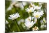 Close-up of White daisy flowers-null-Mounted Photographic Print